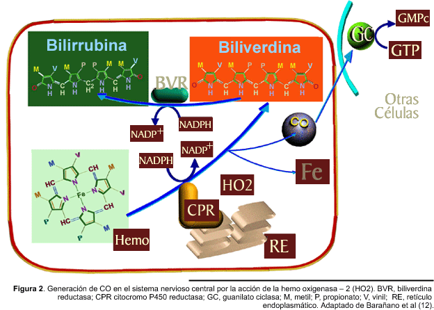 Metabolismo Bilirrubina