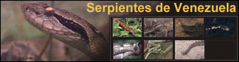 Serpientes de Venezuela