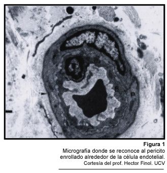 VITAE Anatomía patológica